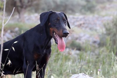 Black dog looking away