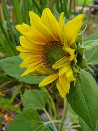 Close-up of sunflower on plant