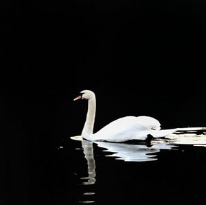 Bird flying over calm lake