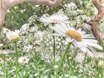 Close-up of white daisy flower