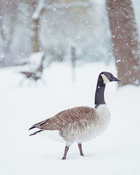 Close-up of bird in snow