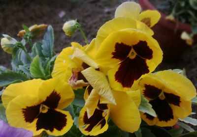 Close-up of yellow flower