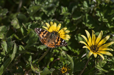 Close-up of honey bee pollinating on yellow flower