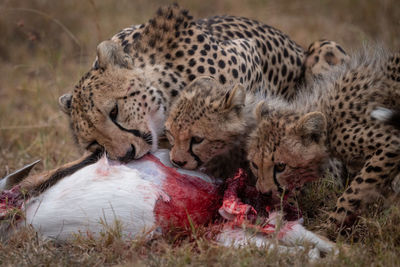 Family of cheetah eating animal on field