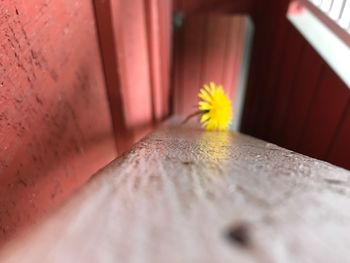 Close-up of yellow flower
