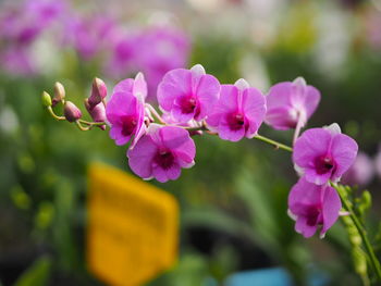 Close-up of pink flowering plant