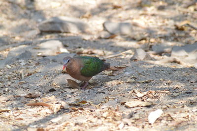 High angle view of bird perching on land