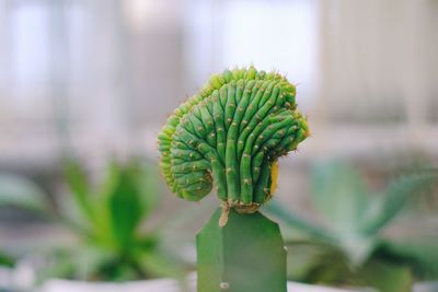 Close-up of succulent plant