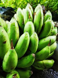 Close-up of bananas