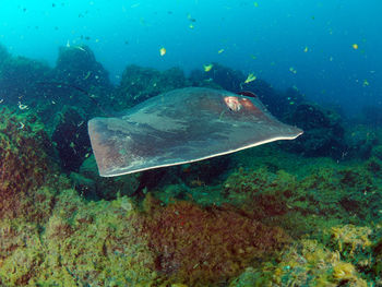 Fish swimming in sea