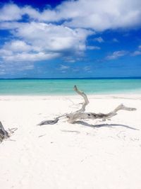 Driftwood on beach against sky