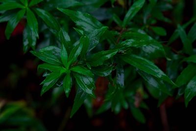 Close-up of green leaves