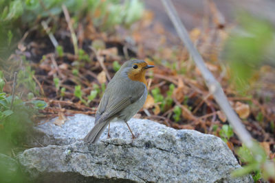 Close-up of bird perching on rock