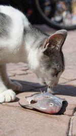 Cat eating fish on walkway during sunny day