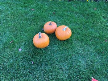 High angle view of pumpkins on field