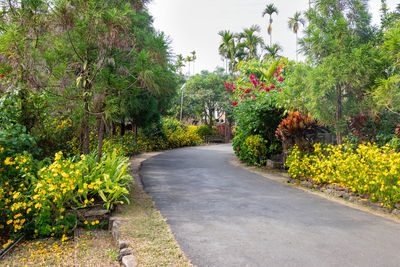 Empty road amidst trees