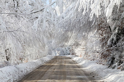 View of snow covered trees in forest