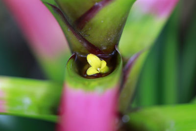 Close-up of flowers growing on plant