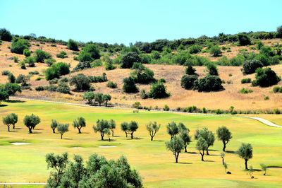 Trees on field against clear sky