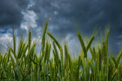 Close-up of wheat growing on field against sky