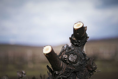 Close-up of tree stump on field against sky