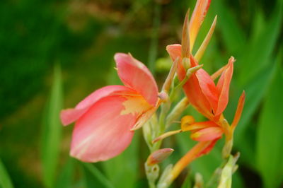 Close-up of red flowering plant