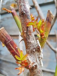 Close-up of insect on tree