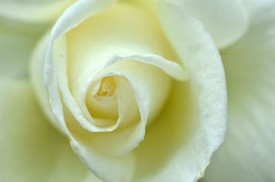 Macro shot of rose