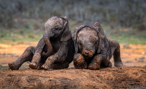 Baby elephant friends