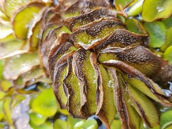 Close-up of caterpillar on plant