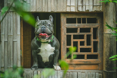 Portrait of dog sitting by window