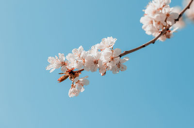 Low angle view of cherry blossom against clear blue sky