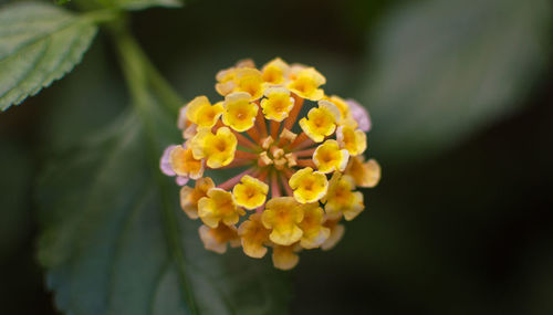 Close-up of flowers with leaves