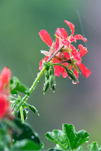 Close-up of red flowering plant