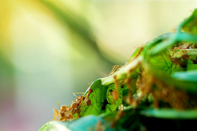 Close-up of fresh green leaves on plant