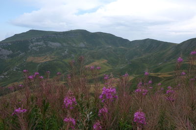 Scenic view of purple flowering plants on field against sky