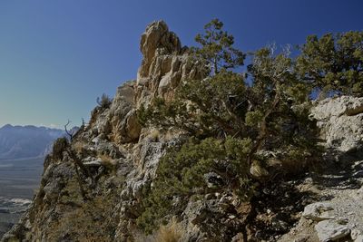 Low angle view of trees against clear blue sky