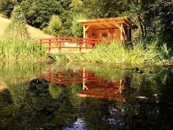 Reflection of trees in water