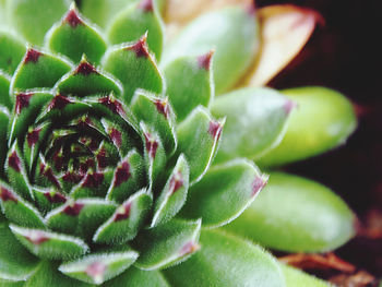 Close-up of succulent plant