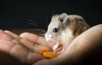 Close-up of hand holding baby eating food