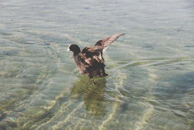 Bird swimming in lake