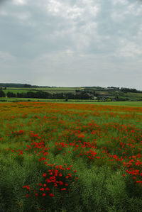 Scenic view of flowering plants on field against sky