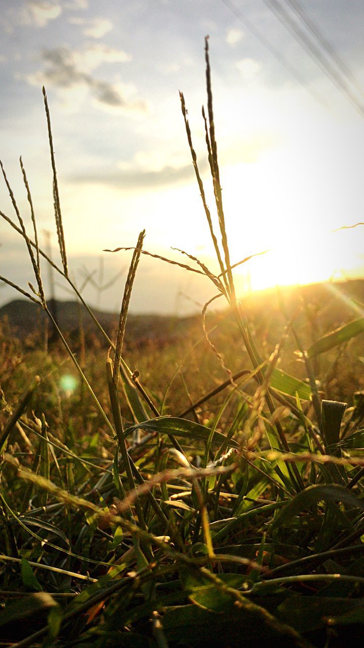 CLOSE-UP OF STALKS AGAINST SUNSET