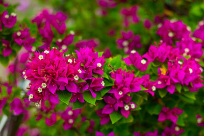 Close-up of pink flowering plant in park