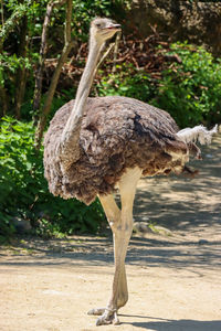 Close-up of bird on field