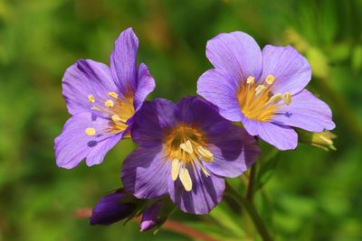 Close-up of purple flowering plant