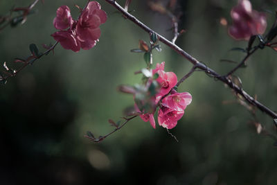 Close-up of pink cherry blossom growing on tree