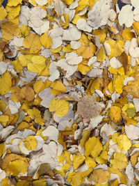 Full frame shot of yellow autumn leaves