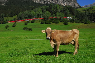 Train and cow in swiss countryside landscape