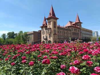 Low angle view of pink flowering plants by building against sky